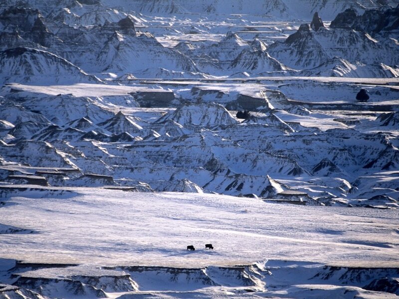 Bison in Snowy Badlands — White