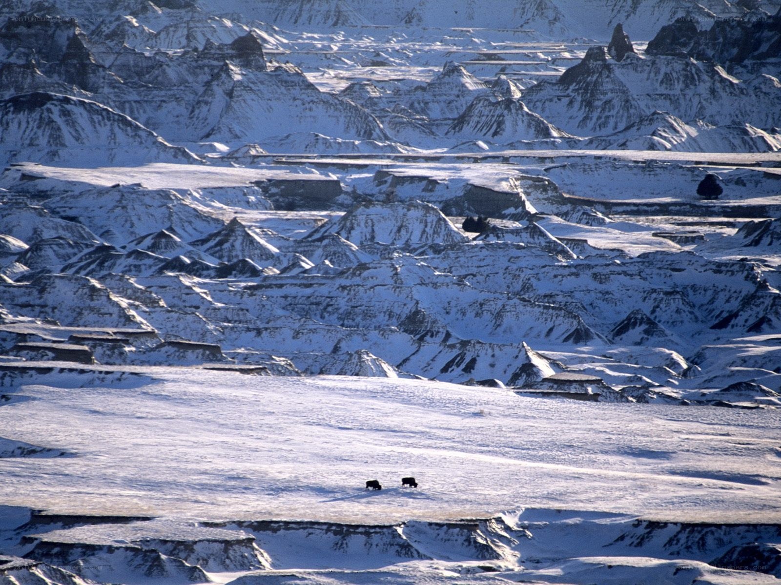 Bison in snowy badlands