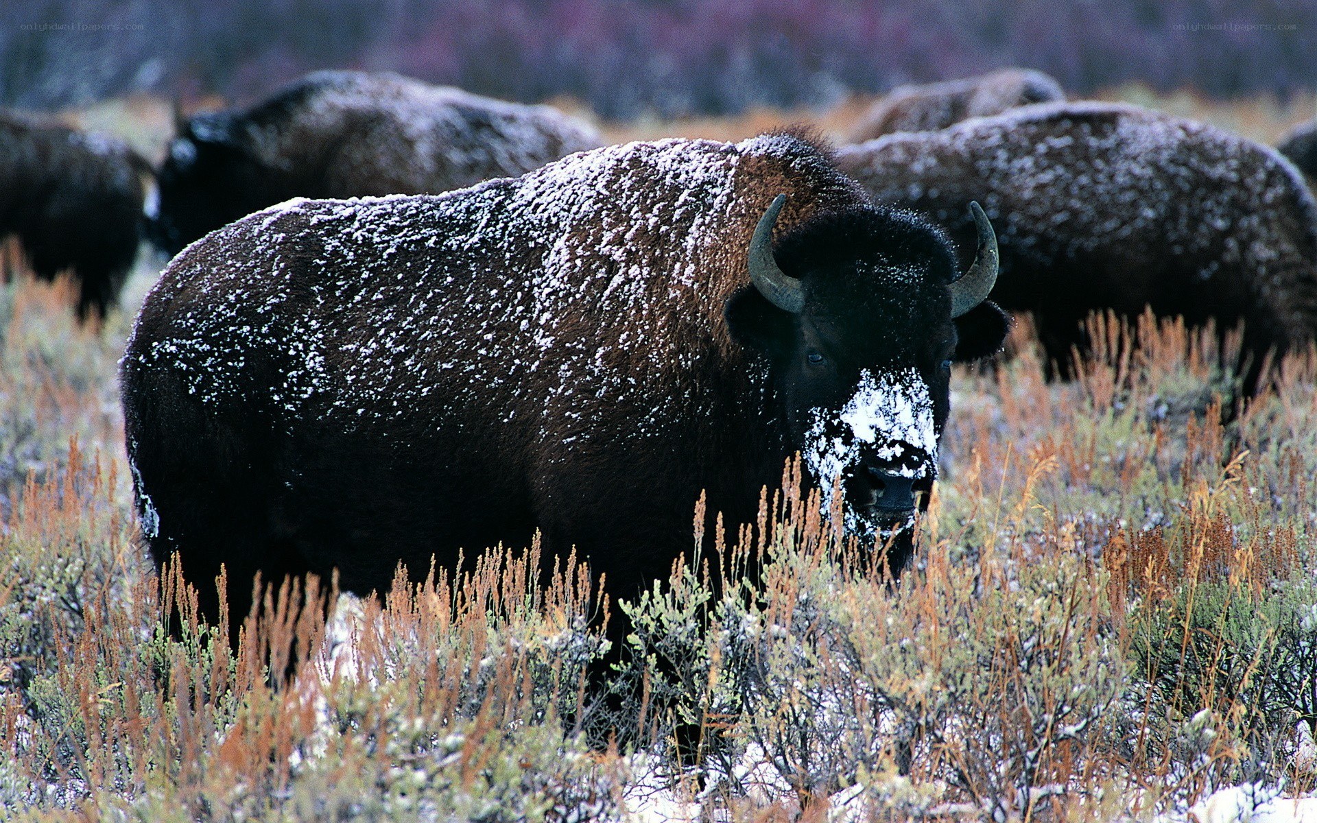 Bison in snowy field