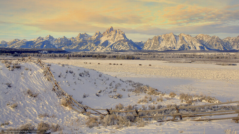 Bison in Snowy Field — White, Serene, Winter