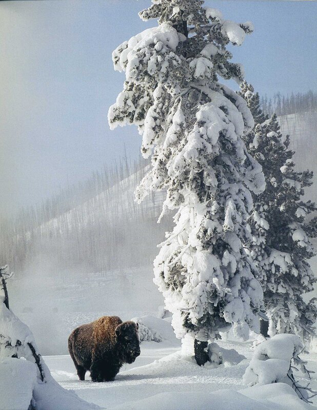 Bison in snowy forest