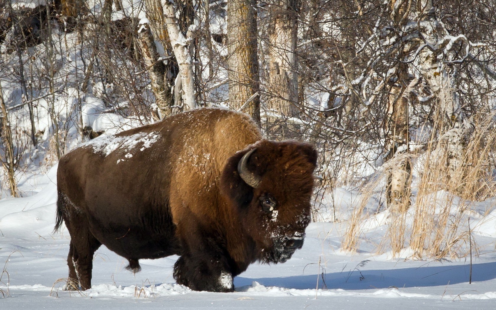 Bison in snowy forest