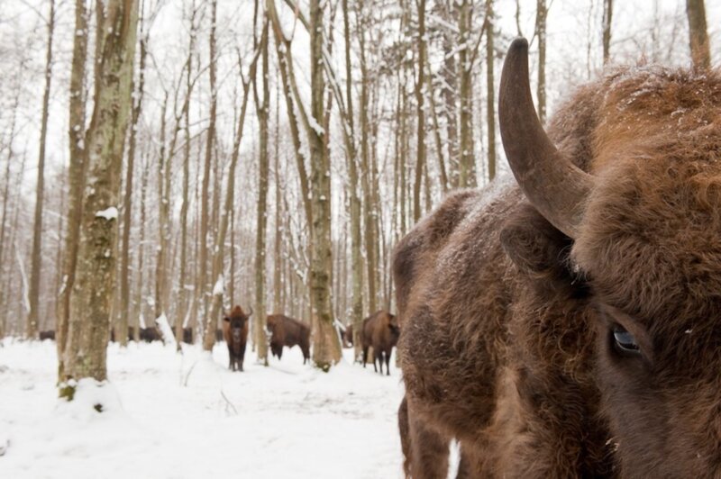 Bison in Snowy Forest — Brown, Serene, Winter