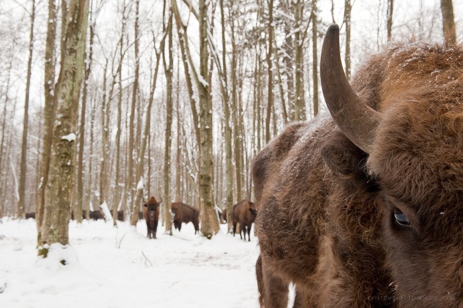 Bison in snowy forest
