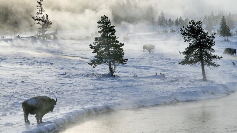 Bison in snowy geothermal landscape