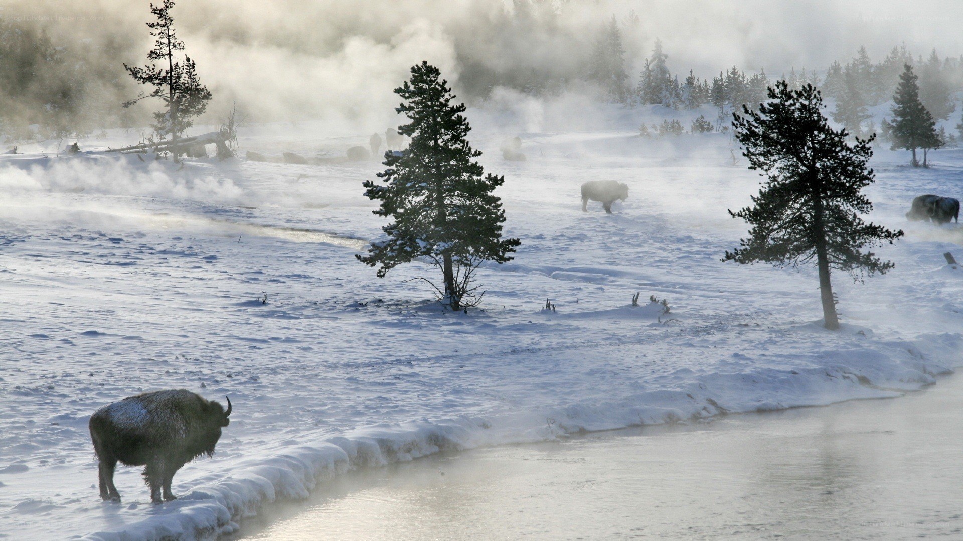 Bison in snowy geothermal landscape