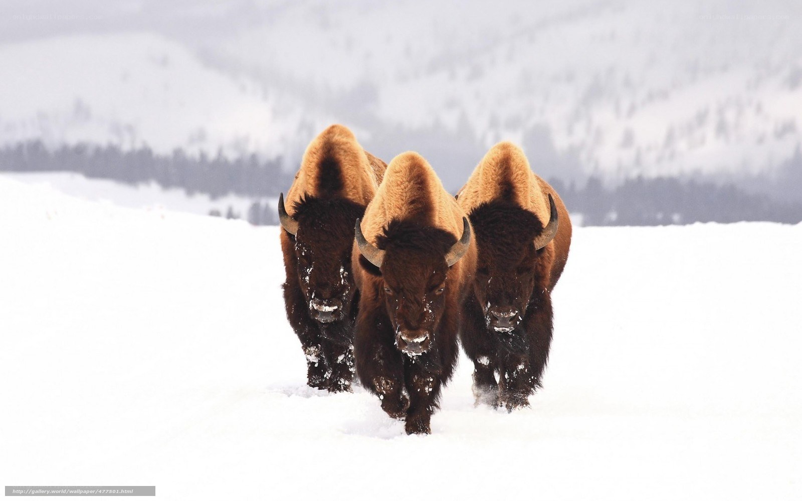 Bison in snowy landscape