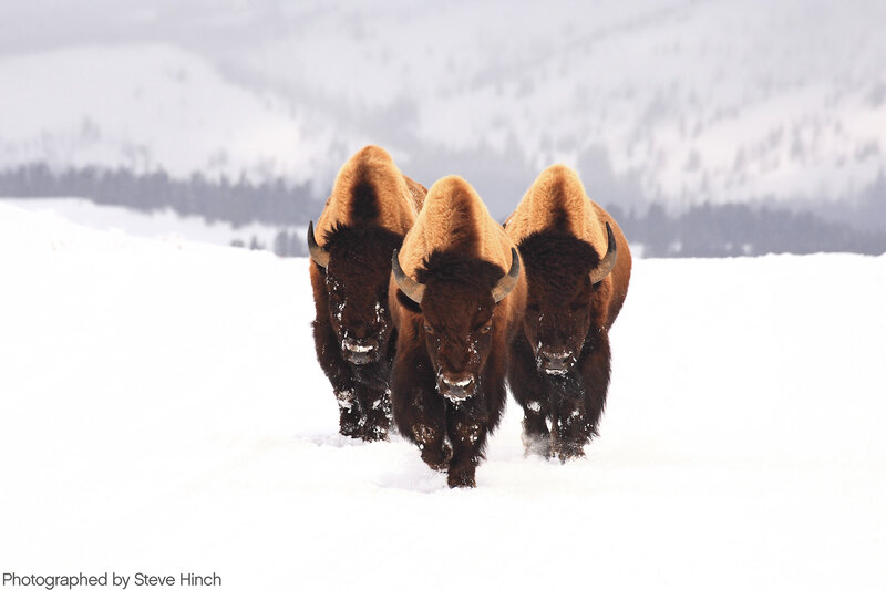 Bison in snowy landscape