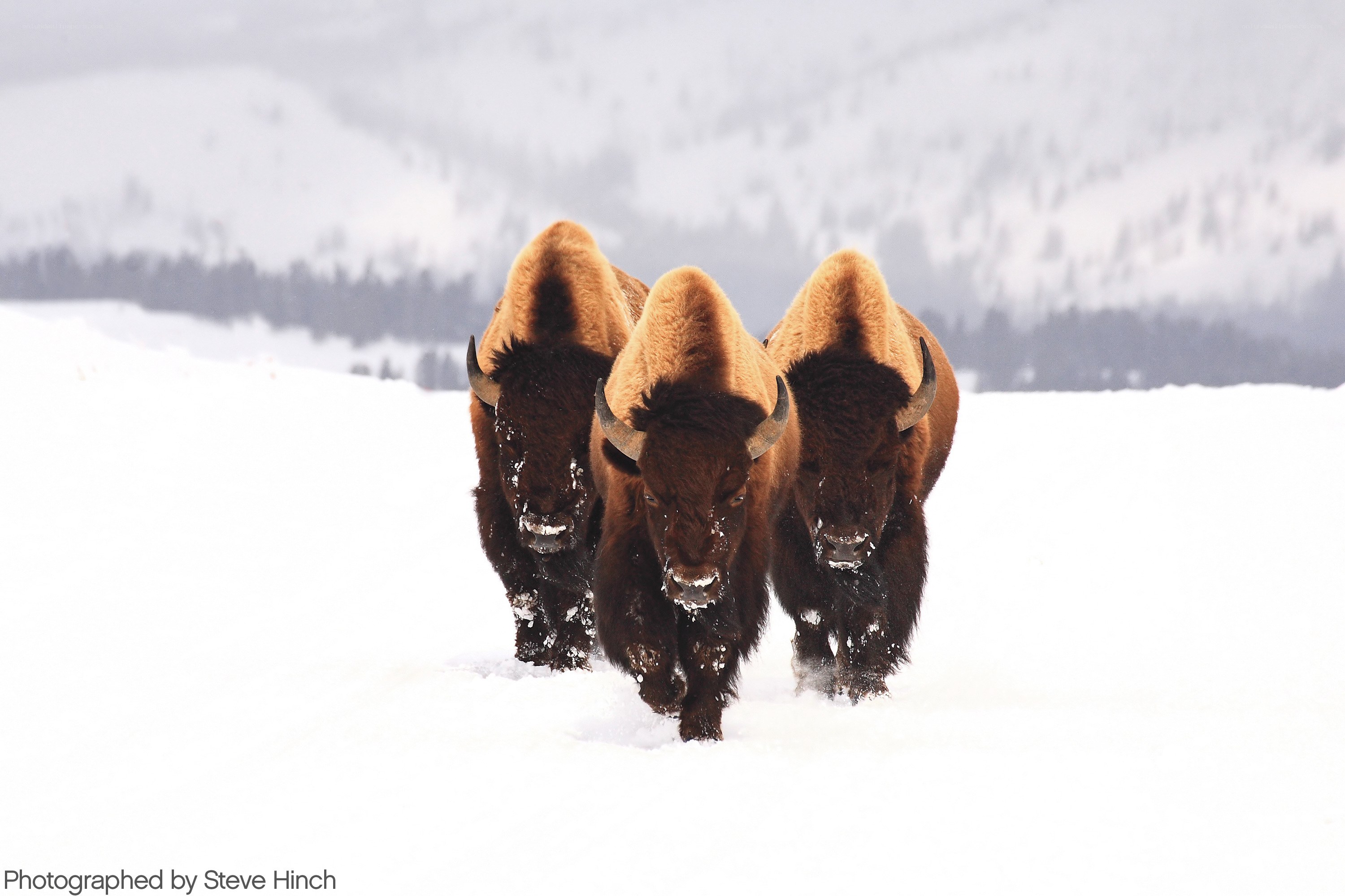 Bison in snowy landscape
