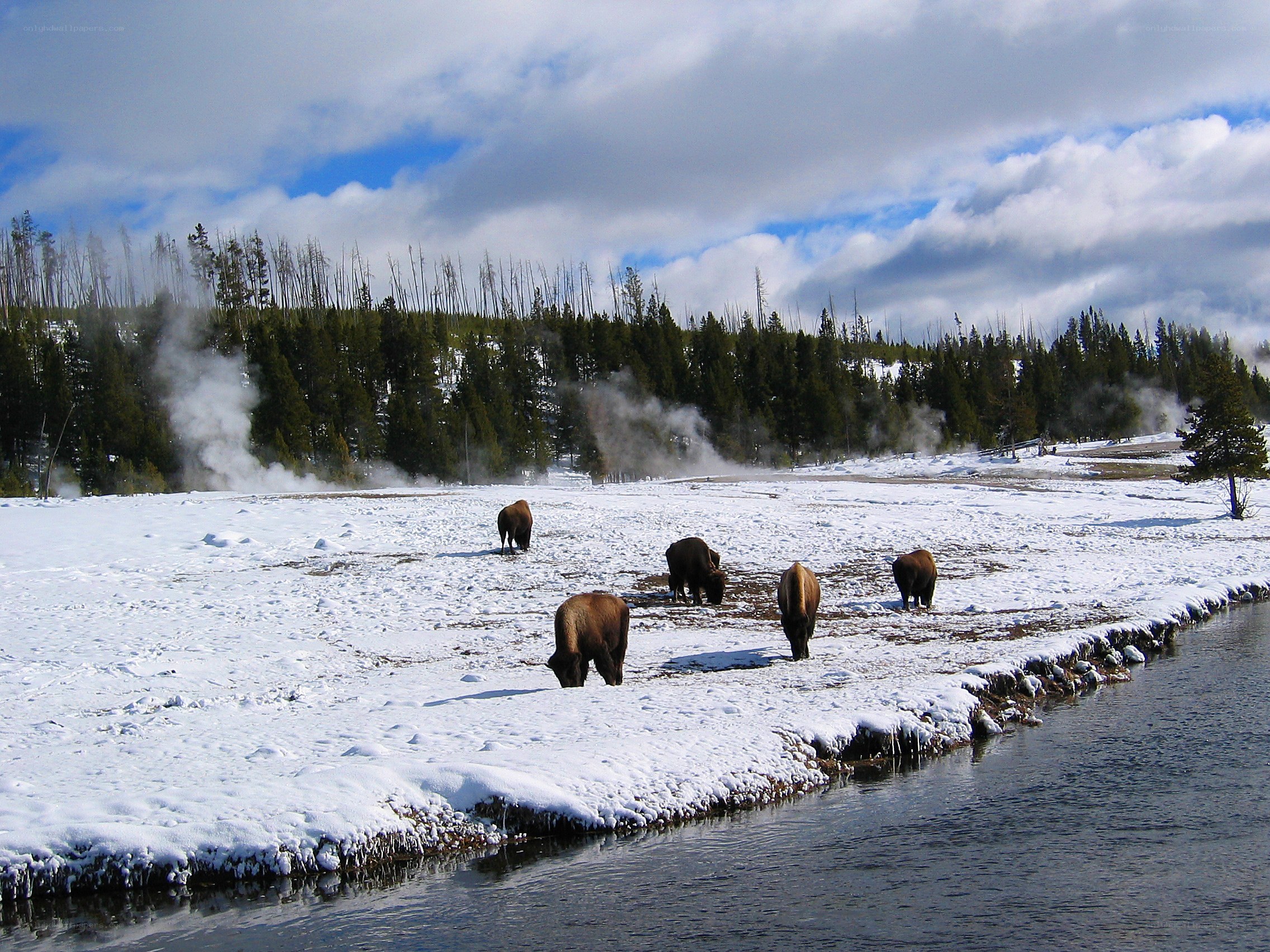 Bison in snowy landscape