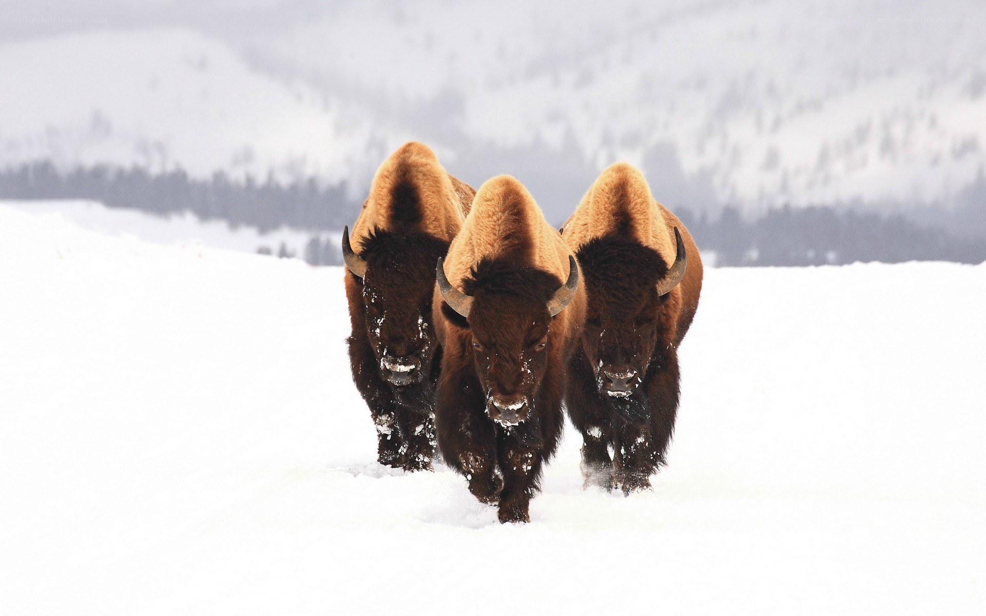 Bison in snowy landscape