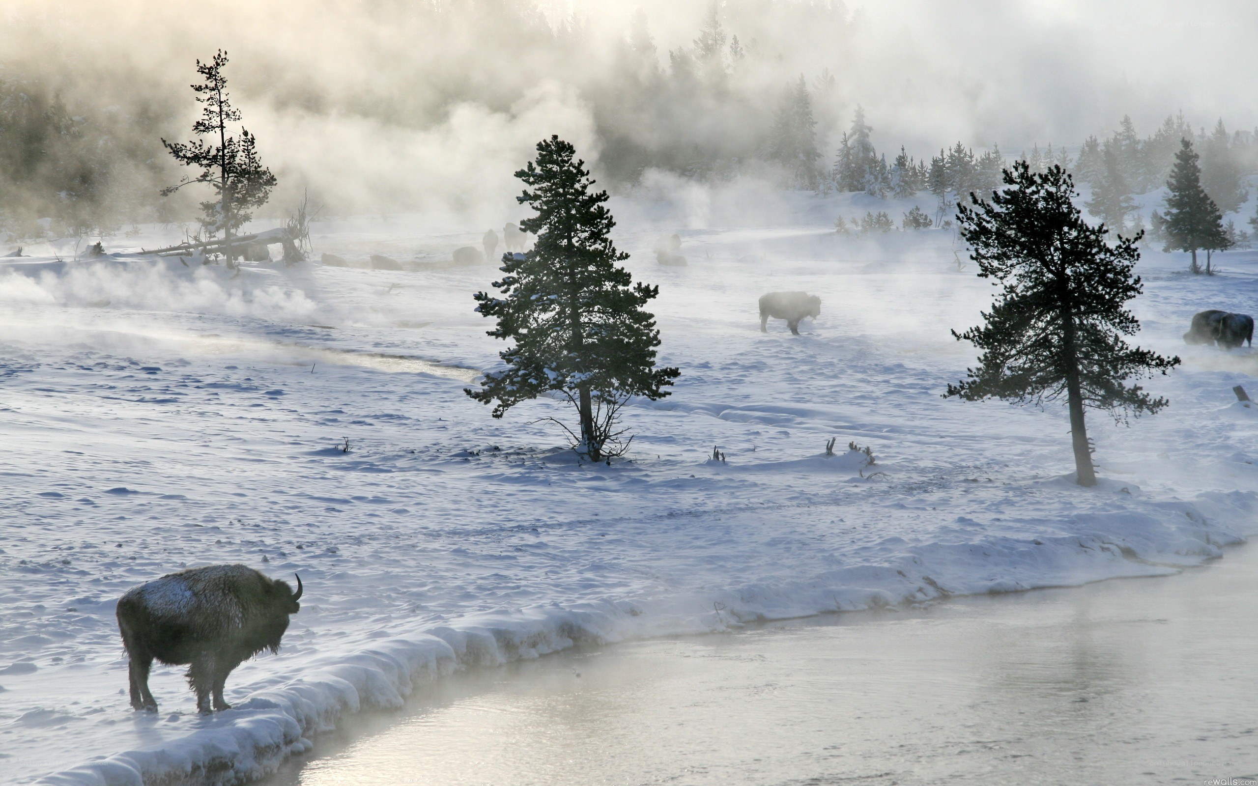 Bison in snowy landscape