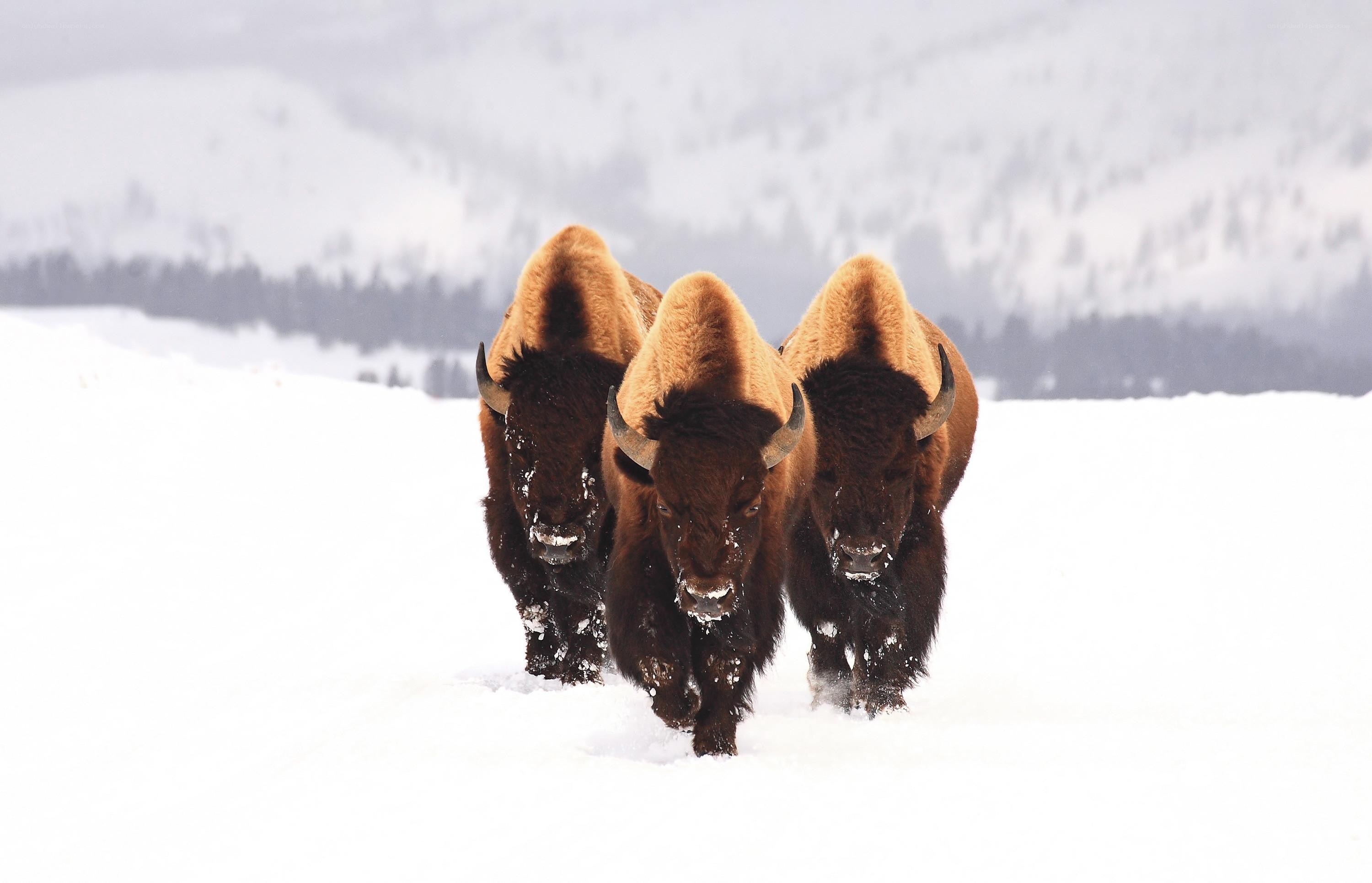 Bison in snowy landscape
