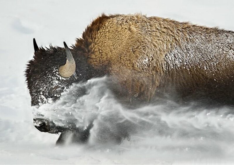 Bison in snowy landscape