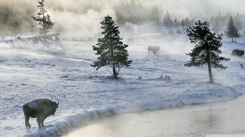 Bison in Snowy Landscape — White