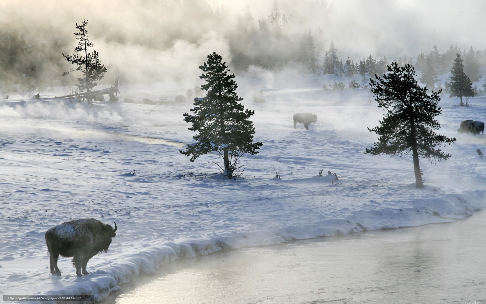 Bison in snowy landscape