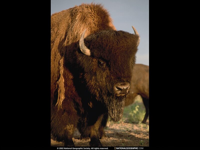 Bison in the wild