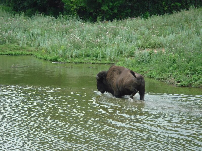 Bison in Water