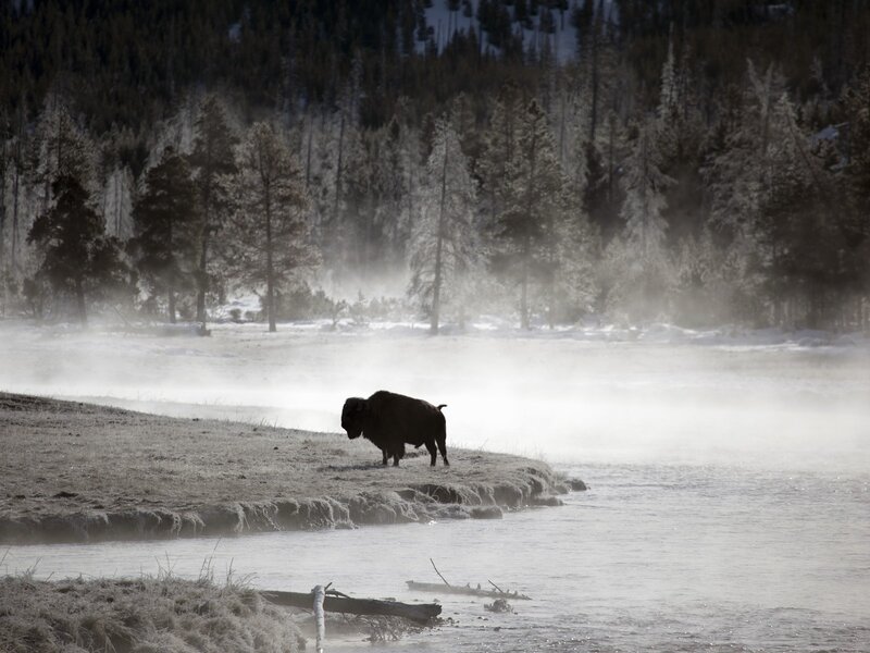 Bison in Winter Landscape