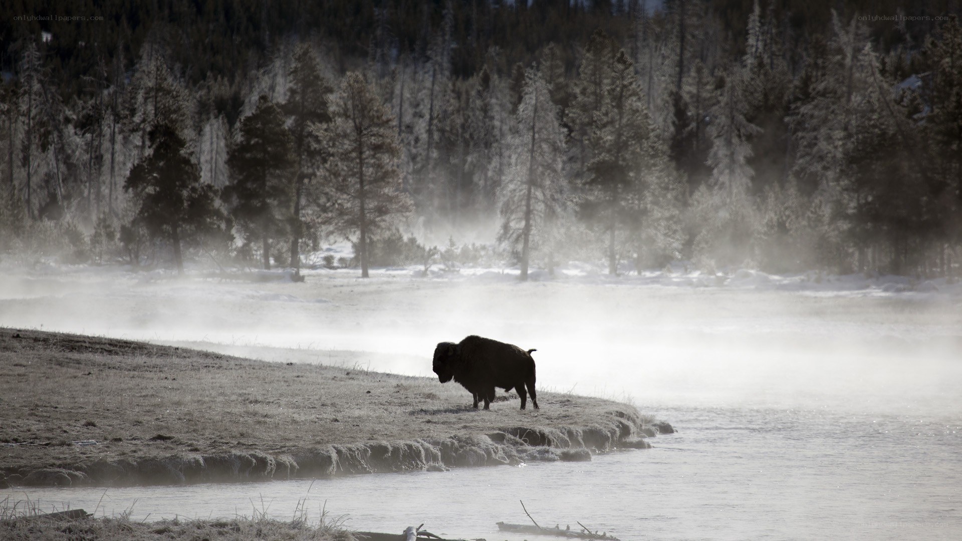 Bison in winter mist