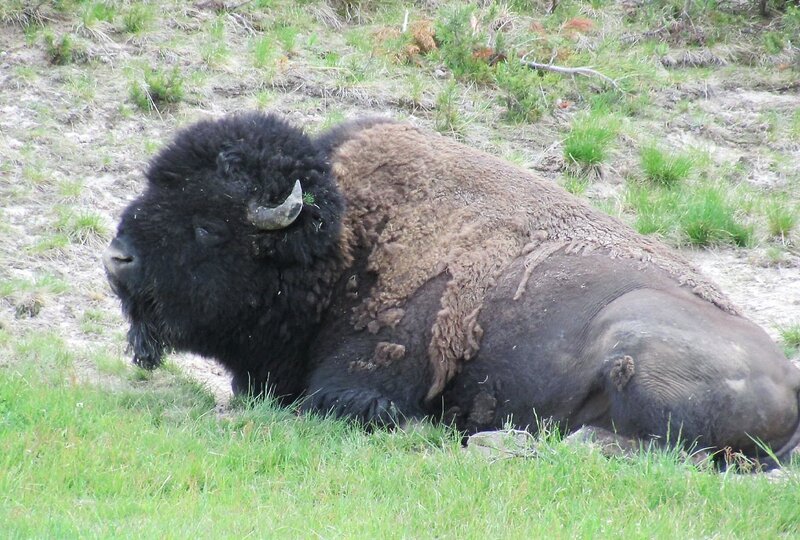 Bison Lying in Grass — Green