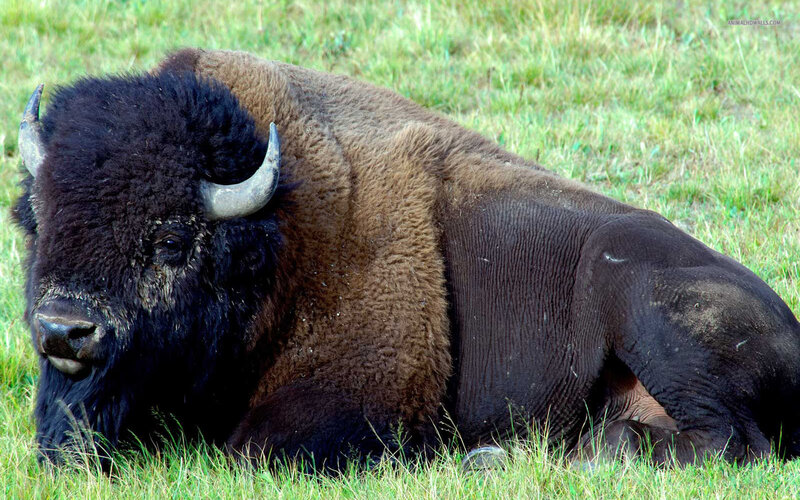 Bison Lying in Grass