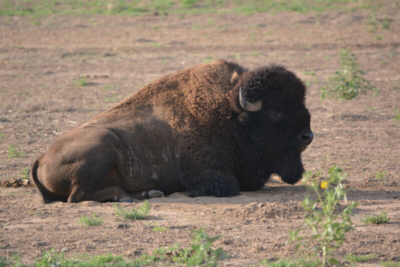 Bison Lying on Ground