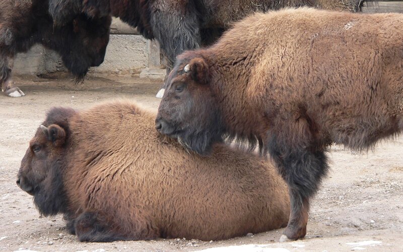 Bison mating behavior