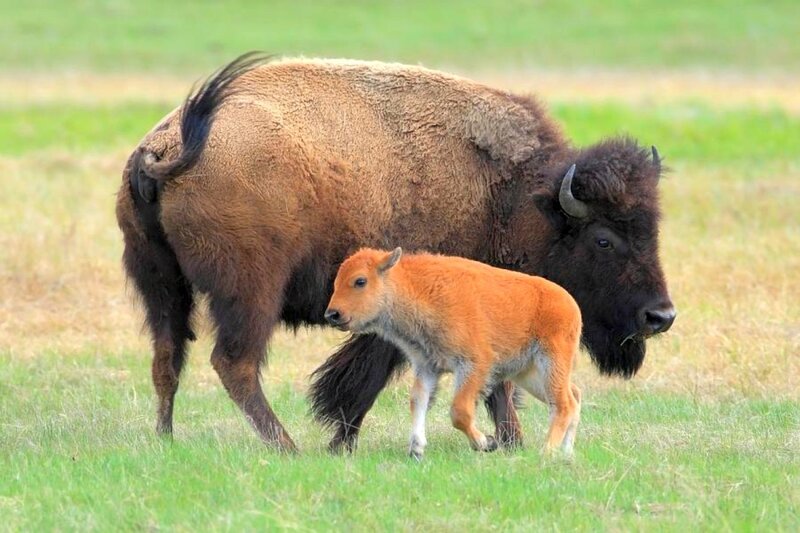 Bison mother and calf