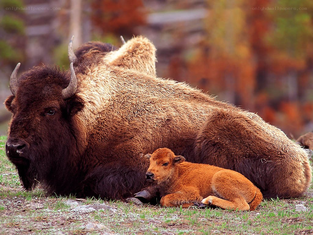 Bison mother and calf resting