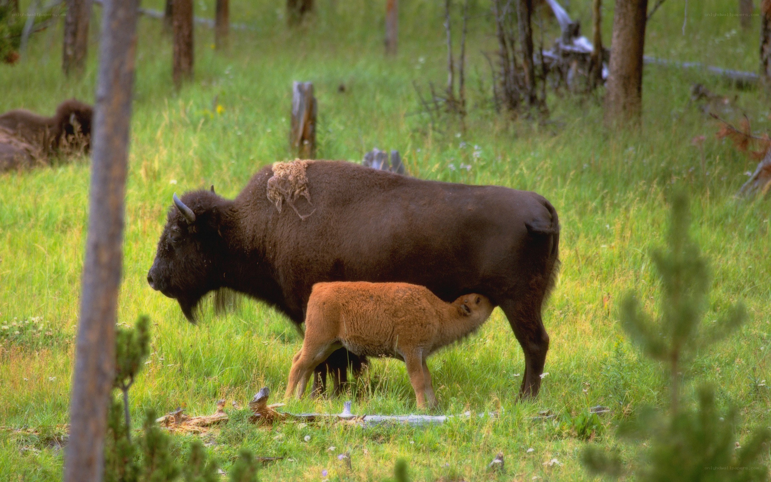 Bison mother and calf