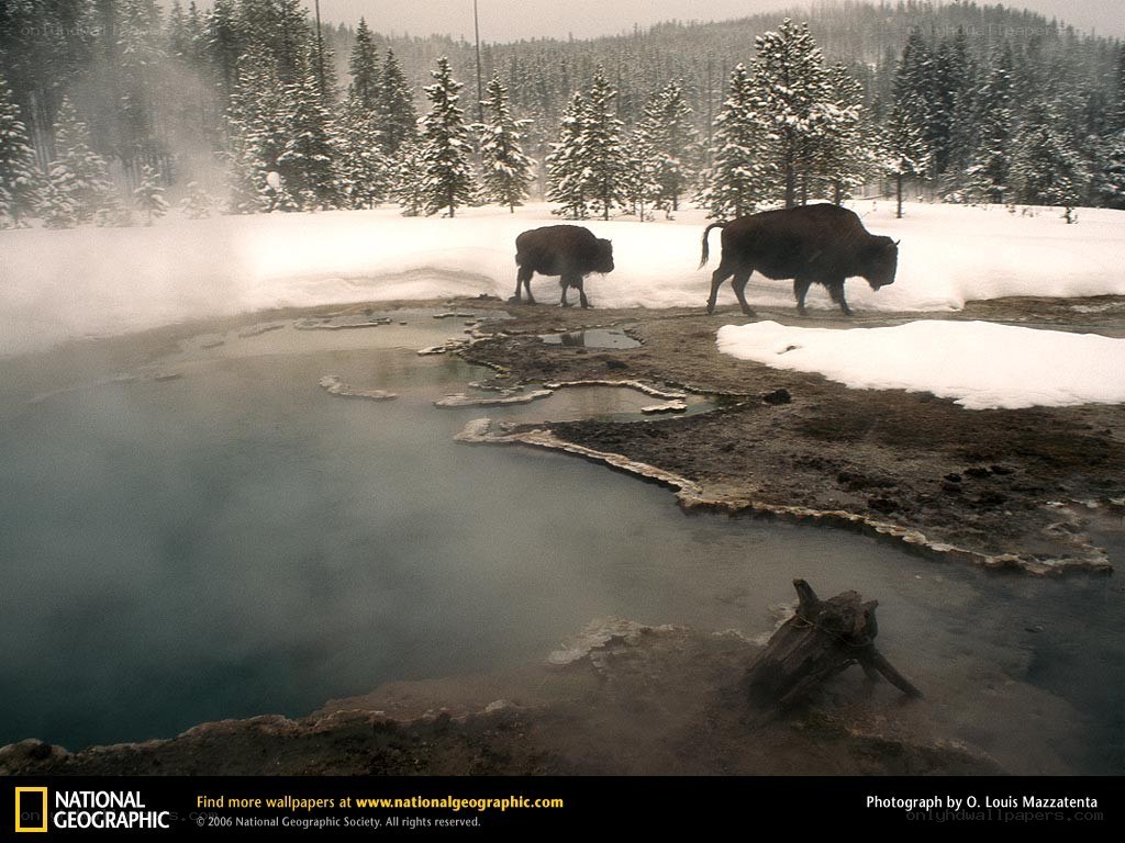 Bison near geothermal pools