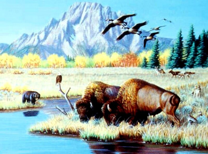Bison Near River