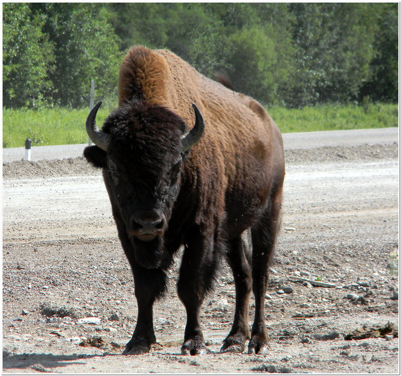 Bison on a gravel road