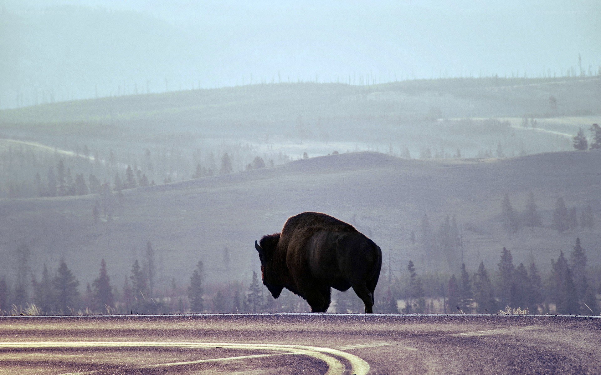 Bison on a road in the mountains