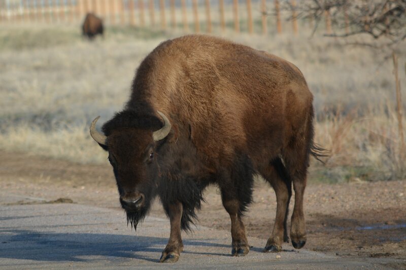 Bison on a Road
