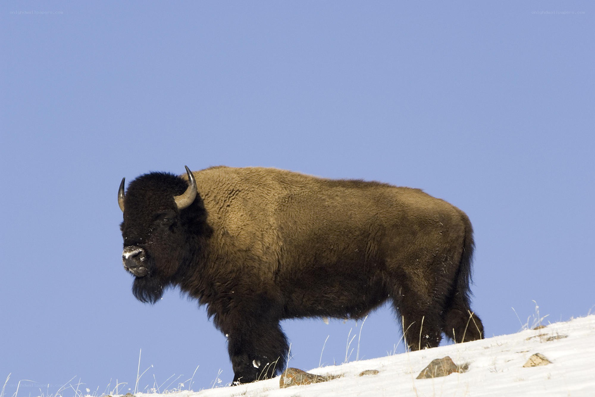 Bison on a snowy hill