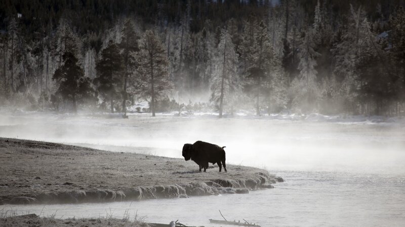 Bison on Riverbank