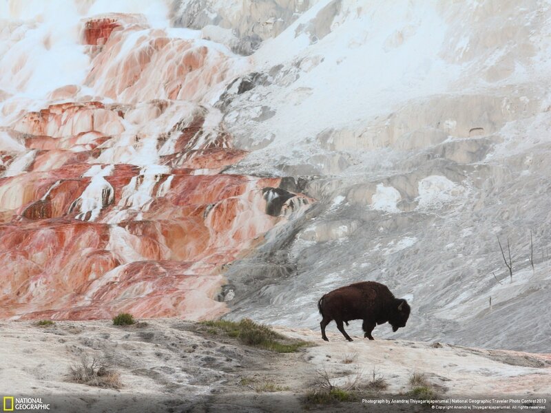 Bison on Rocky Slope