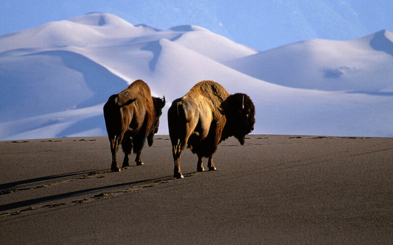 Bison on sand dunes
