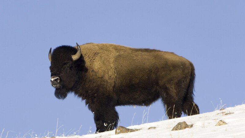 Bison on snowy hillside