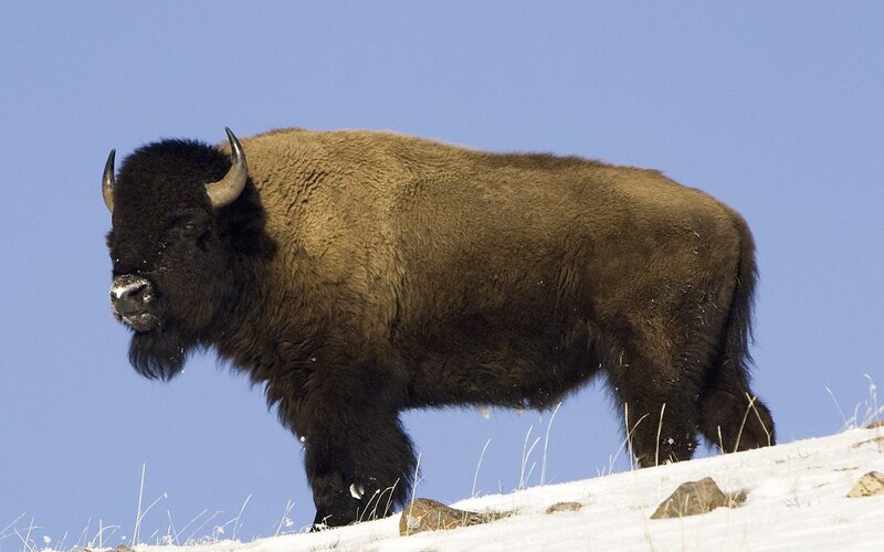 Bison on snowy hillside