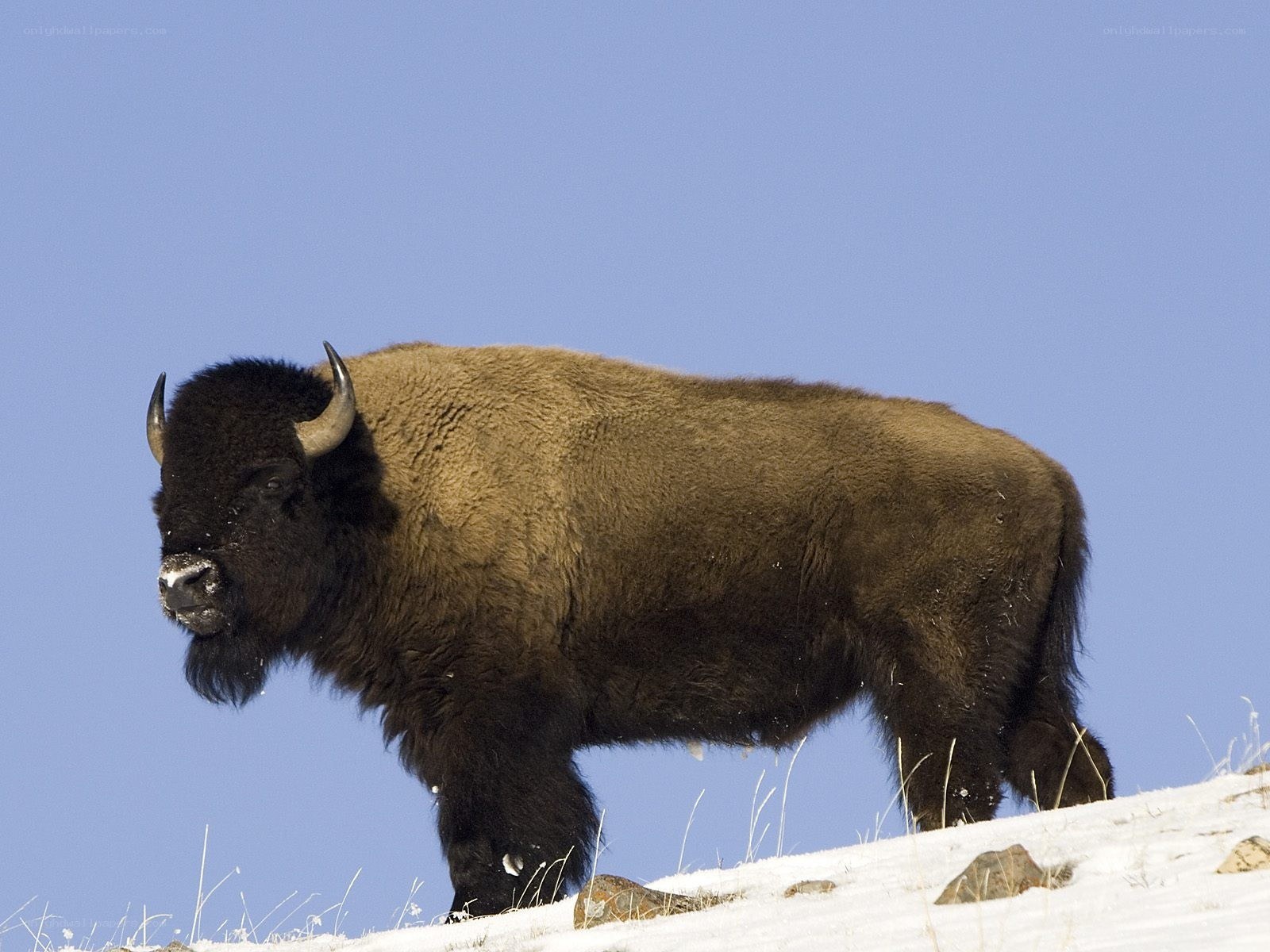 Bison on snowy hillside