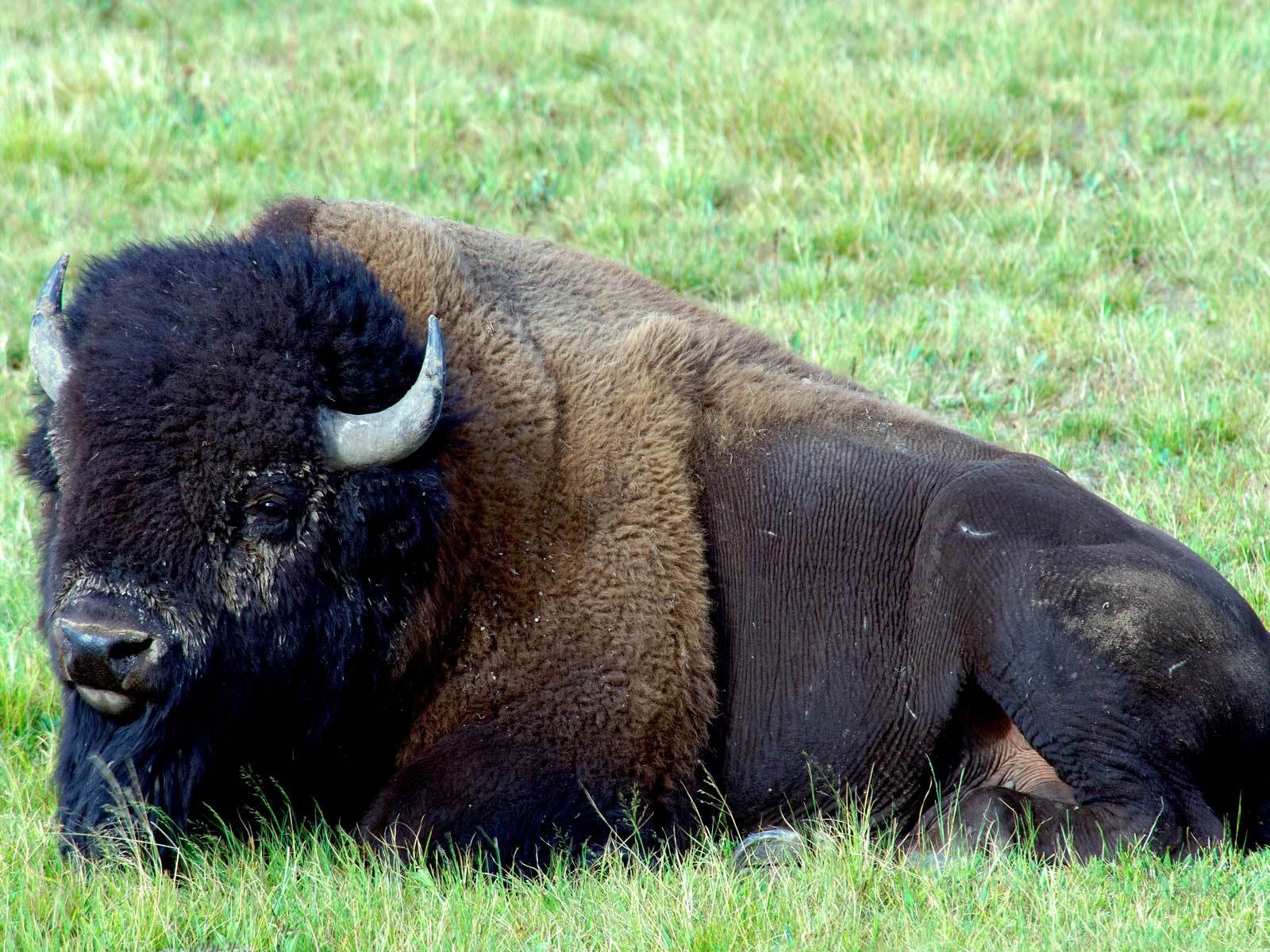 Bison resting in a field