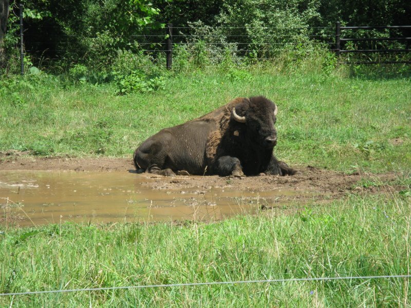 Bison resting in a mud puddle