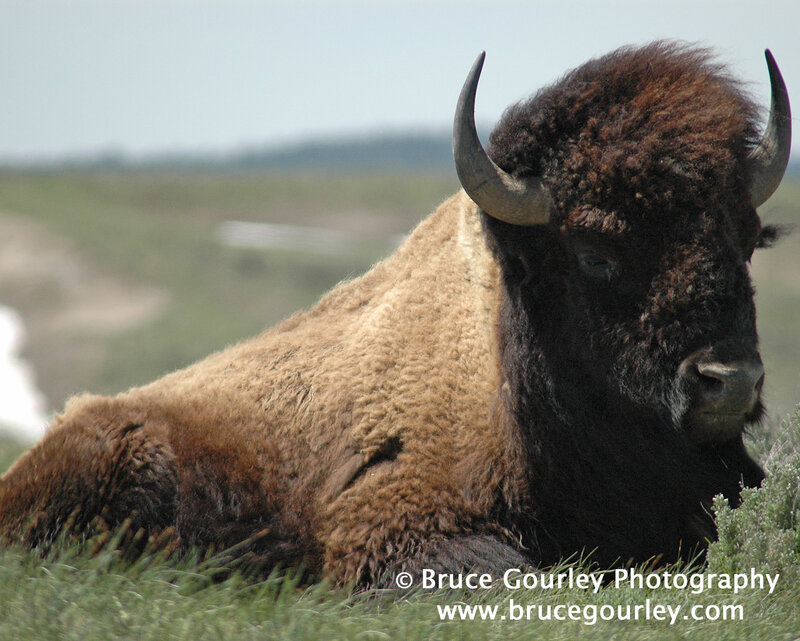 Bison resting in grass