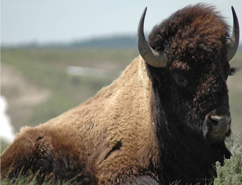 Bison resting in grassland