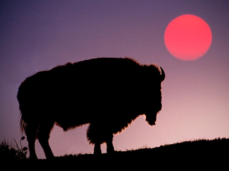 Bison silhouette at sunset