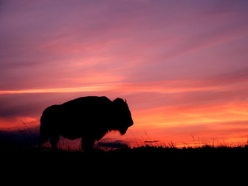 Bison Silhouette