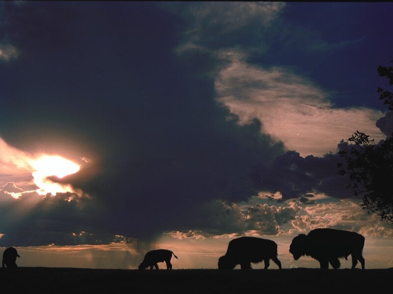 Bison silhouettes at sunset